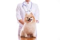 The vet examines the dog breed Spitz.