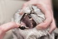 Vet examines a grey tabby cat. Dental check-up in the veterinary practice