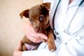 The vet examines a puppy in the hospital. the little dog got sick. puppy in the hands of a veteran doctor. Royalty Free Stock Photo