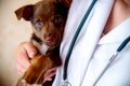 The vet examines a puppy in the hospital. the little dog got sick. puppy in the hands of a veteran doctor. Royalty Free Stock Photo