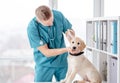 Vet examines retriever puppy