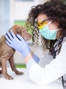 Vet examines the Shar Pei dog Royalty Free Stock Photo