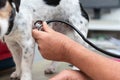 Jack Russell Terrier doggy at the vet