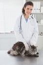 Vet examining a beautiful maine coon Royalty Free Stock Photo