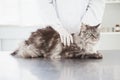 Vet examining a beautiful maine coon