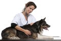 Vet examining a Border Collie with a stethoscope