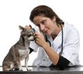 Vet examining a Chihuahua with an otoscope