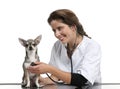 Vet examining a Chihuahua with a stethoscope