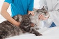 Vet examining a cute cat with its owner Royalty Free Stock Photo