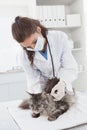 Vet examining a cute maine coon Royalty Free Stock Photo