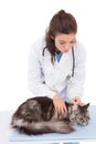 Vet examining a cute maine coon Royalty Free Stock Photo