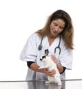 Vet examining a Dalmatian rabbit