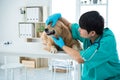 The vet is examining the dental health of the Golden Retriever dog in the examination room in the hospital Royalty Free Stock Photo