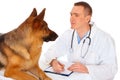 Vet examining dog