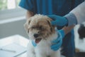 Vet examining dog and cat. Puppy and kitten at veterinarian doctor. Animal clinic. Pet check up and vaccination. Health care