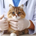 Vet examining dog and cat. Puppy and kitten at veterinarian doctor. Animal clinic. Pet check up and vaccination. Health care Royalty Free Stock Photo