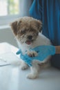 Vet examining dog and cat. Puppy and kitten at veterinarian doctor. Animal clinic. Pet check up and vaccination. Health care