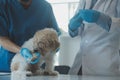 Vet examining dog and cat. Puppy and kitten at veterinarian doctor. Animal clinic. Pet check up and vaccination. Health care