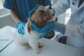 Vet examining dog and cat. Puppy and kitten at veterinarian doctor. Animal clinic. Pet check up and vaccination. Health care