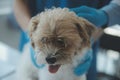 Vet examining dog and cat. Puppy and kitten at veterinarian doctor. Animal clinic. Pet check up and vaccination. Health care