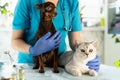 Vet examining dog and cat. Puppy and kitten at veterinarian doctor. Pet check up and vaccination. Animal clinic Royalty Free Stock Photo