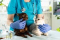 Vet examining dog and cat. Puppy and kitten at veterinarian doctor. Pet check up and vaccination. Animal clinic Royalty Free Stock Photo