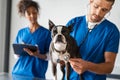 Vet examining dog