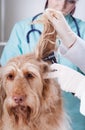 Vet examining dog with otoscope Royalty Free Stock Photo