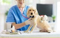 Vet examining dog. Puppy at veterinarian doctor Royalty Free Stock Photo