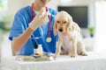 Vet examining dog. Puppy at veterinarian doctor Royalty Free Stock Photo