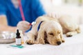 Vet examining dog. Puppy at veterinarian doctor Royalty Free Stock Photo