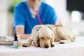 Vet examining dog. Puppy at veterinarian doctor Royalty Free Stock Photo