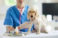 Vet examining dog. Puppy at veterinarian doctor Royalty Free Stock Photo