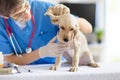 Vet examining dog. Puppy at veterinarian doctor Royalty Free Stock Photo