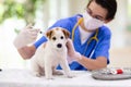 Vet examining dog. Puppy at veterinarian doctor Royalty Free Stock Photo