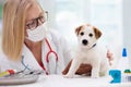 Vet examining dog. Puppy at veterinarian doctor Royalty Free Stock Photo