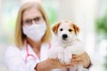 Vet examining dog. Puppy at veterinarian doctor Royalty Free Stock Photo