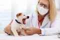 Vet examining dog. Puppy at veterinarian doctor Royalty Free Stock Photo