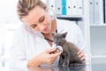 Vet examining kitten with stethoscope Royalty Free Stock Photo