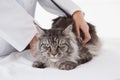 Vet examining a maine coon with stethoscope Royalty Free Stock Photo