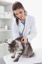 Vet examining a maine coon with stethoscope Royalty Free Stock Photo