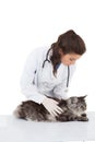 Vet examining a maine coon Royalty Free Stock Photo