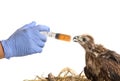 Vet feeding medicine with a syringe to young sea eagle