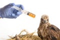 Vet feeding medicine with a syringe to young sea eagle