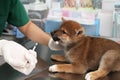 The vet is feeding the puppy. Vet feeding medicine with a syringe to Shiba inu puppy. Veterinarian give milk to the puppies. Vet