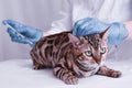 The vet gives the injection to the cat. Bengal cat