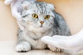 Vet gives medication for animal.a white tablet is given to a cat gray Scottish Fold cat.The concept of taking medicines for