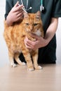 Vet Giving Cat Treatment To Control Tick And Flea Infestation