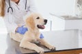 Vet giving a dog a check up Royalty Free Stock Photo