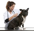 Vet giving an injection to a Crossbreed dog Royalty Free Stock Photo